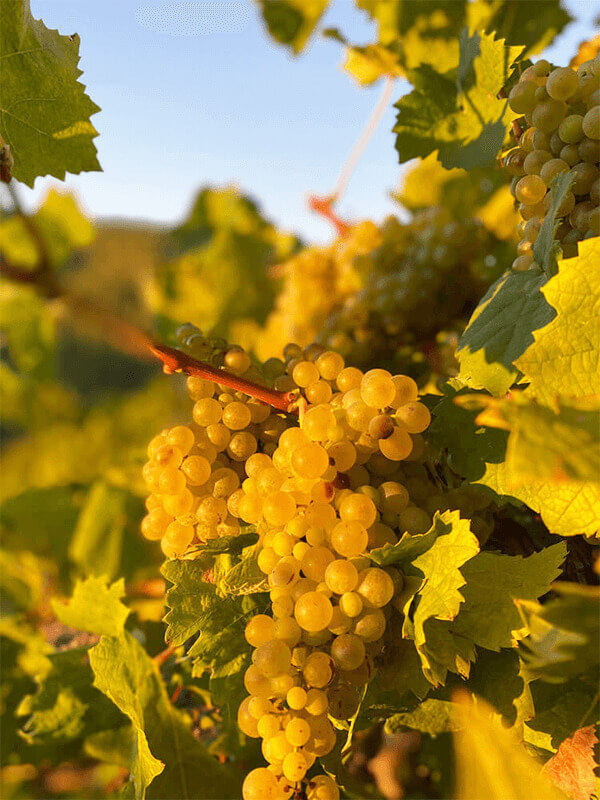 Authentic Sicilian Cuisine